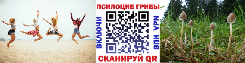 площадка состав Великий Новгород Галлюциногенные грибы Psilocybine cubensis